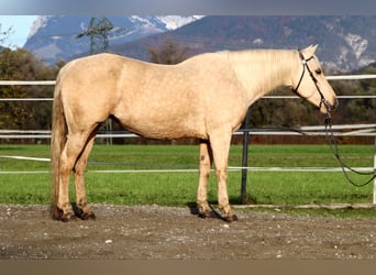 Quarter horse américain, Jument, 12 Ans, 145 cm, Palomino