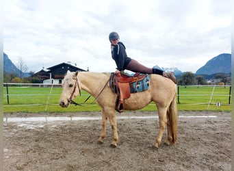 Quarter horse américain, Jument, 12 Ans, 145 cm, Palomino