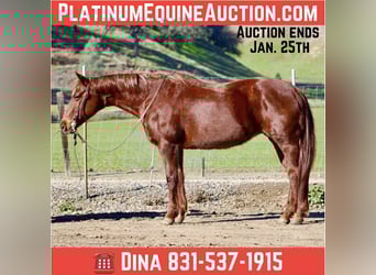 Quarter horse américain, Jument, 12 Ans, 147 cm, Alezan brûlé