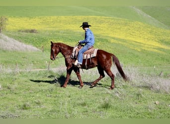 Quarter horse américain, Jument, 12 Ans, 147 cm, Alezan brûlé