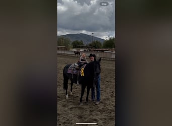 Quarter horse américain, Jument, 12 Ans, 147 cm, Noir