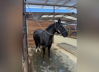 Quarter horse américain, Jument, 12 Ans, 147 cm, Noir