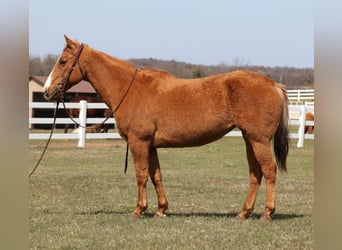 Quarter horse américain, Jument, 12 Ans, 147 cm, Palomino