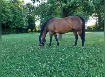 Quarter horse américain, Jument, 12 Ans, 148 cm, Bai