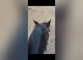 Quarter horse américain, Jument, 12 Ans, 148 cm, Isabelle