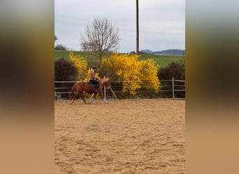 Quarter horse américain Croisé, Jument, 12 Ans, 150 cm, Alezan
