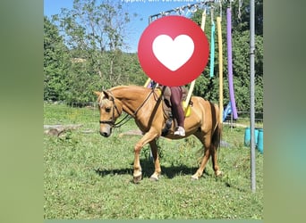 Quarter horse américain Croisé, Jument, 12 Ans, 150 cm, Alezan