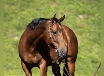 Quarter horse américain, Jument, 12 Ans, 150 cm, Bai
