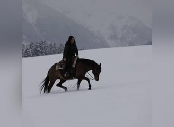 Quarter horse américain, Jument, 12 Ans, 150 cm, Bai