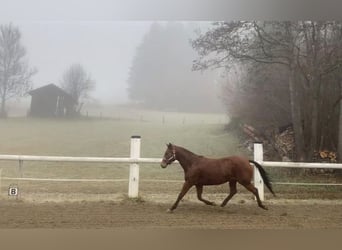 Quarter horse américain, Jument, 12 Ans, 150 cm, Bai
