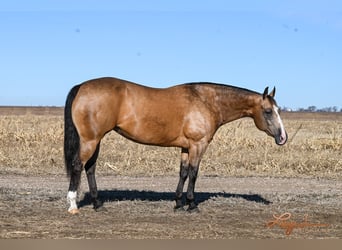 Quarter horse américain, Jument, 12 Ans, 150 cm, Buckskin