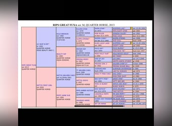 Quarter horse américain, Jument, 12 Ans, 151 cm, Alezan brûlé