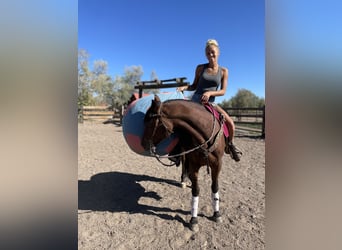 Quarter horse américain, Jument, 12 Ans, 152 cm, Bai cerise