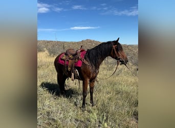 Quarter horse américain, Jument, 12 Ans, 152 cm, Bai cerise