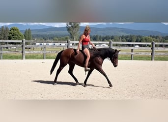 Quarter horse américain, Jument, 12 Ans, 152 cm, Bai cerise