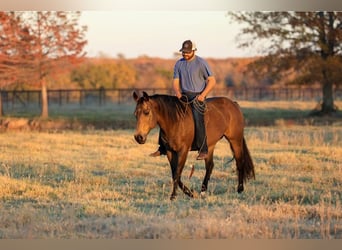 Quarter horse américain, Jument, 12 Ans, 152 cm, Buckskin