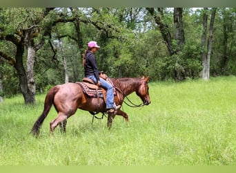 Quarter horse américain, Jument, 12 Ans, 152 cm, Rouan Rouge