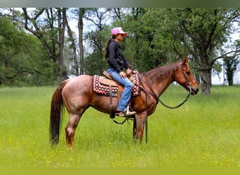 Quarter horse américain, Jument, 12 Ans, 152 cm, Rouan Rouge