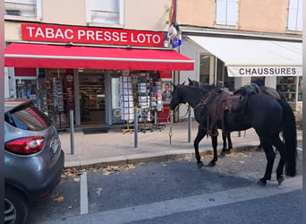 Quarter horse américain, Jument, 12 Ans, 153 cm, Noir