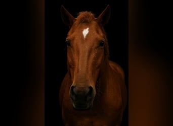 Quarter horse américain, Jument, 12 Ans, 155 cm, Alezan