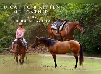 Quarter horse américain, Jument, 12 Ans, 155 cm, Bai cerise