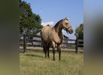 Quarter horse américain, Jument, 12 Ans, 155 cm, Buckskin