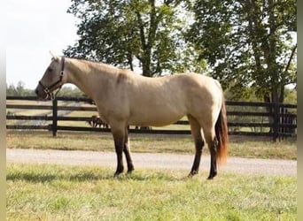 Quarter horse américain, Jument, 12 Ans, 155 cm, Buckskin