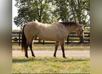 Quarter horse américain, Jument, 12 Ans, 155 cm, Buckskin
