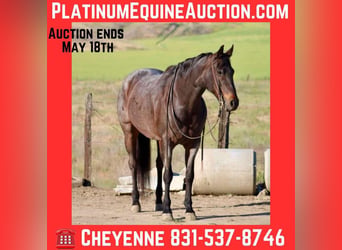 Quarter horse américain, Jument, 12 Ans, 155 cm, Roan-Bay