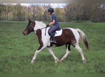 Quarter horse américain, Jument, 12 Ans, 157 cm, Tobiano-toutes couleurs