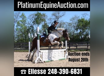 Quarter horse américain, Jument, 12 Ans, 157 cm, Tobiano-toutes couleurs