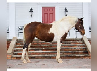 Quarter horse américain, Jument, 12 Ans, 157 cm, Tobiano-toutes couleurs