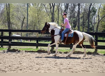 Quarter horse américain, Jument, 12 Ans, 157 cm, Tobiano-toutes couleurs