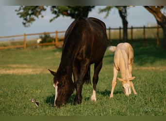 Quarter horse américain, Jument, 12 Ans, 160 cm, Noir