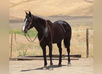 Quarter horse américain, Jument, 12 Ans, 160 cm, Noir