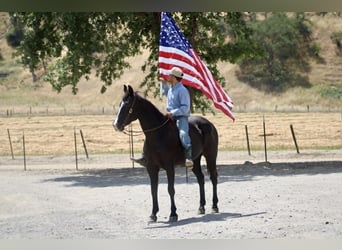 Quarter horse américain, Jument, 12 Ans, 160 cm, Noir