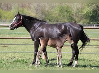 Quarter horse américain, Jument, 12 Ans, 160 cm, Noir