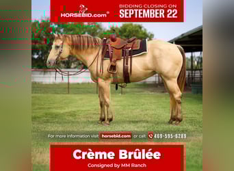 Quarter horse américain, Jument, 12 Ans, 163 cm, Champagne