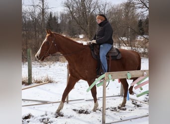 Quarter horse américain Croisé, Jument, 12 Ans, 175 cm, Alezan brûlé