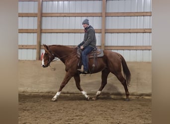 Quarter horse américain Croisé, Jument, 12 Ans, 175 cm, Alezan brûlé