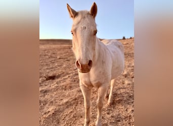Quarter horse américain, Jument, 12 Ans, Blanc