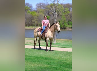 Quarter horse américain, Jument, 12 Ans, Buckskin