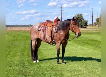 Quarter horse américain, Jument, 12 Ans, Roan-Bay