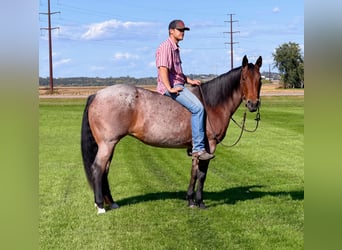 Quarter horse américain, Jument, 12 Ans, Roan-Bay