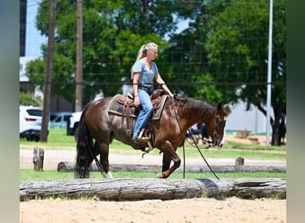 Quarter horse américain, Jument, 12 Ans, Rouan Rouge