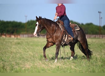 Quarter horse américain, Jument, 12 Ans, Rouan Rouge