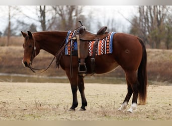 Quarter horse américain, Jument, 13 Ans, 145 cm, Bai cerise