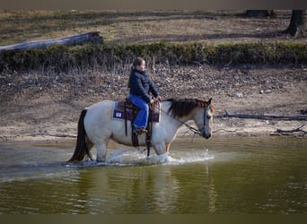 Quarter horse américain, Jument, 13 Ans, 147 cm, Buckskin