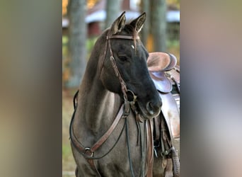 Quarter horse américain, Jument, 13 Ans, 147 cm, Grullo