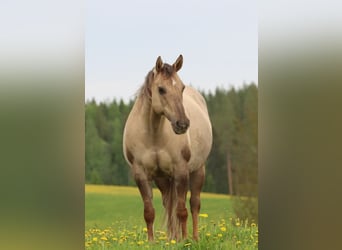 Quarter horse américain, Jument, 13 Ans, 147 cm, Palomino